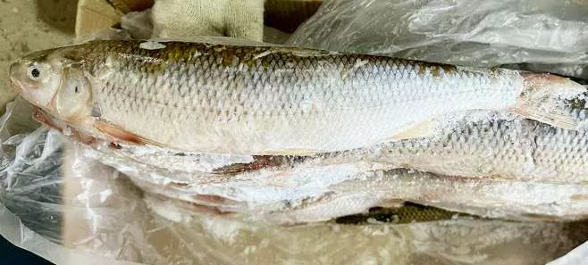 Фотография продукта Рыба - лещ, щука, сом, сельдь, морожен. 